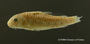 Aspidoras maculosus FMNH 54810 holo lat